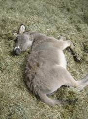 Die Bullen scharren gar nicht mit den Hufen, 215978