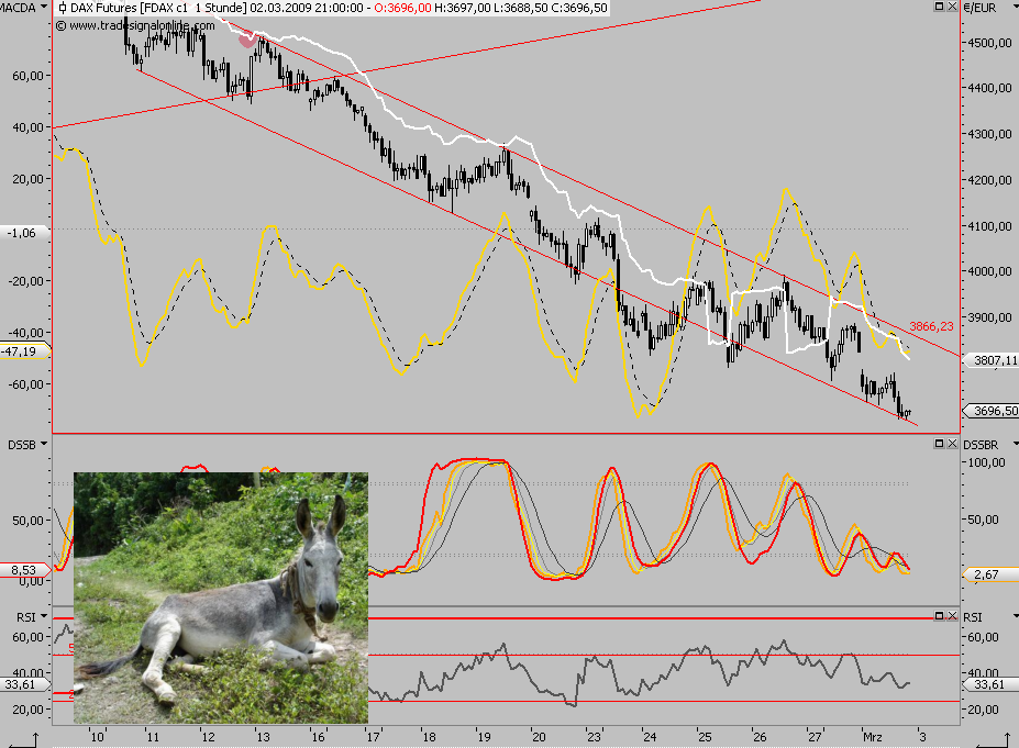 Die Bullen scharren gar nicht mit den Hufen, 219613