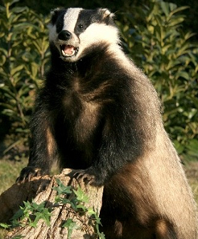 Die Bullen scharren gar nicht mit den Hufen, 229681