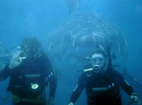 Die Bullen scharren gar nicht mit den Hufen, 273704