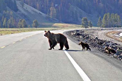 Die Bullen scharren gar nicht mit den Hufen, 293515