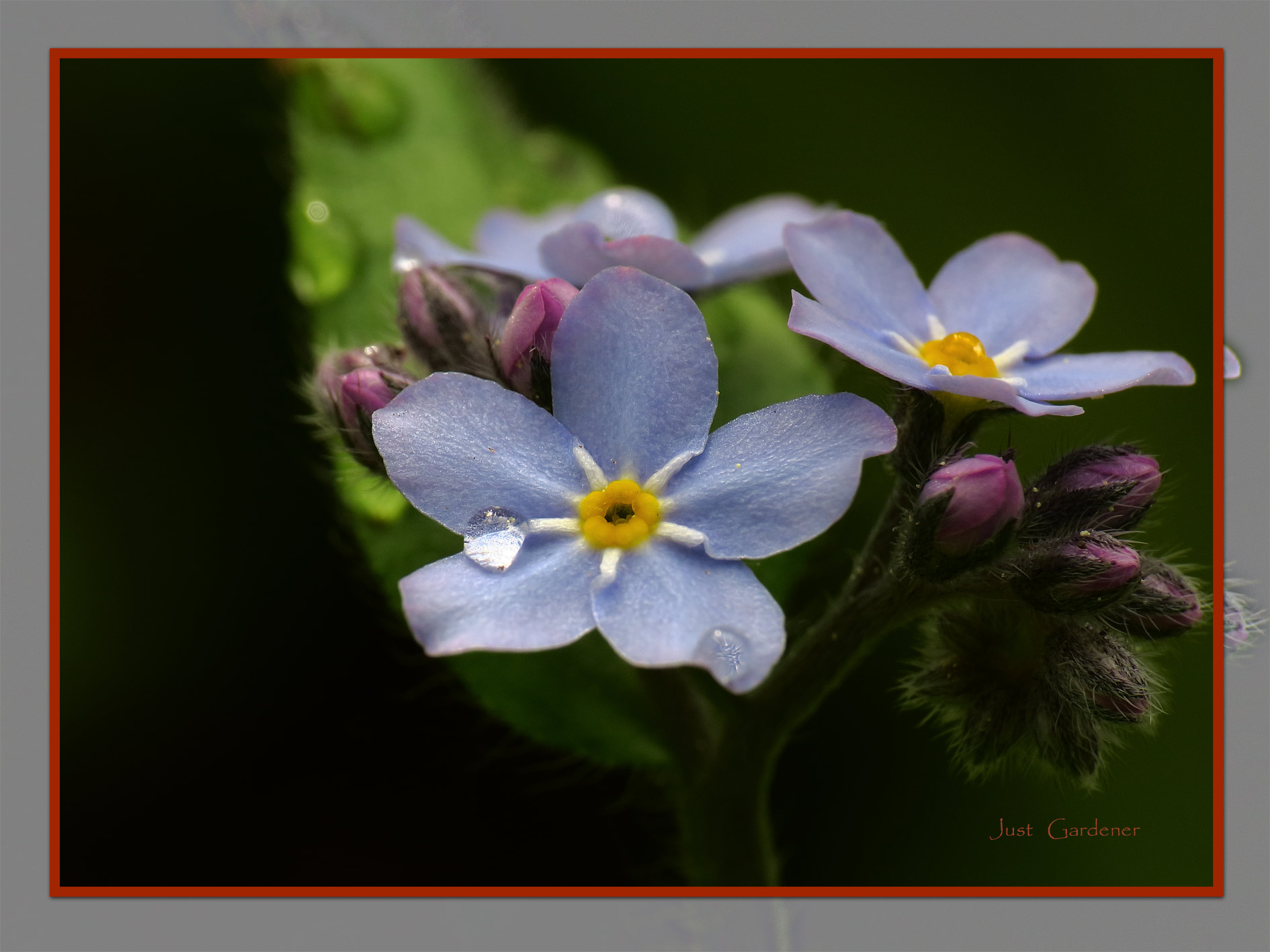 Gaertnerin's Boersen-Huesli 1212280