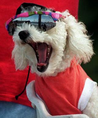 445.DAX Tipp-Spiel, Dienstag, 09.01.07 75868