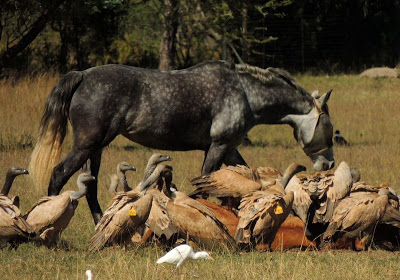 E.on SE - Chance oder Risiko 619753