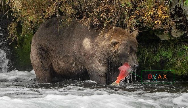 Der USA Bären-Thread 1295613