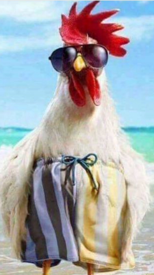 netcents, die neue online zahlungsplattform 1148950