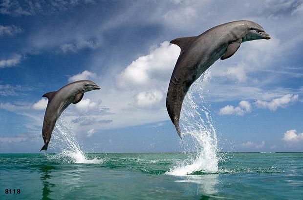 686.DAX Tipp-Spiel, Dienstag, 18.12.07 137232