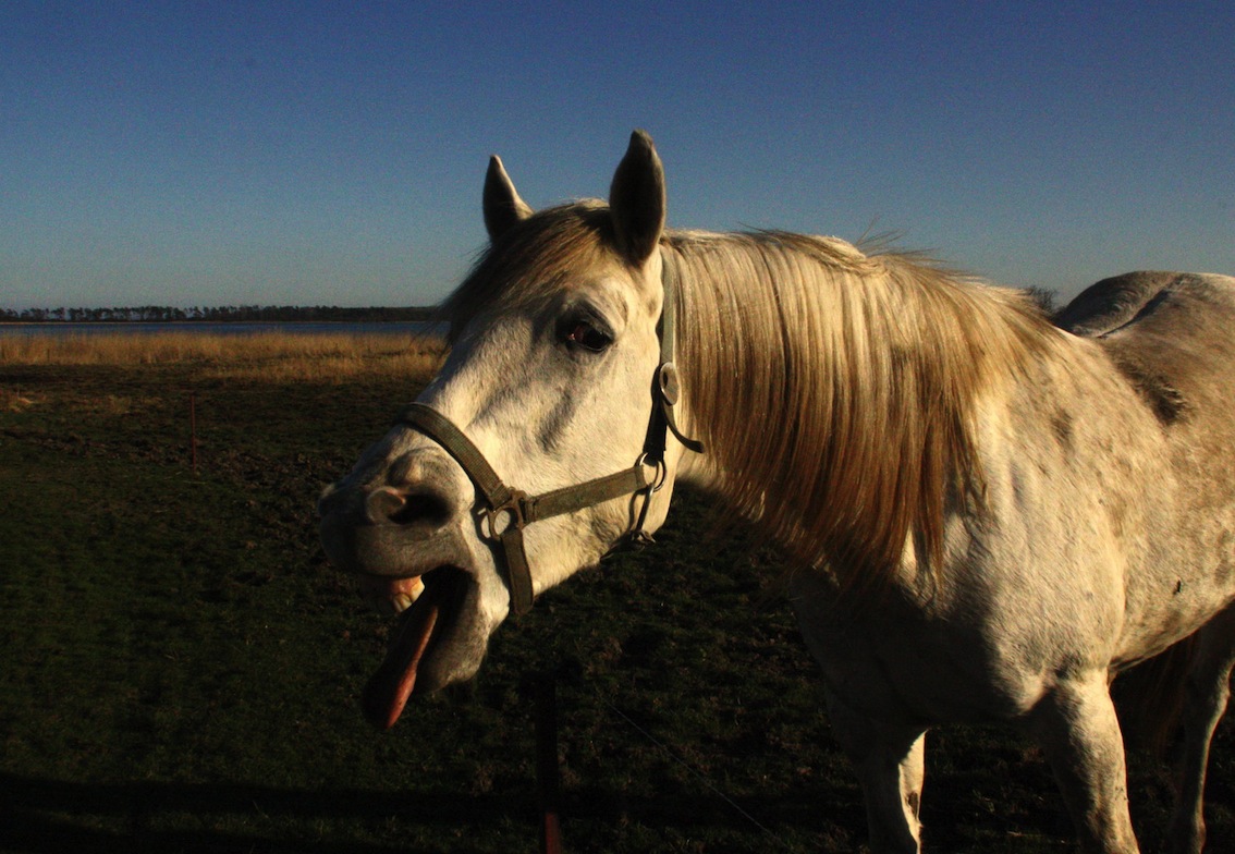 QV ultimate 2012 564702