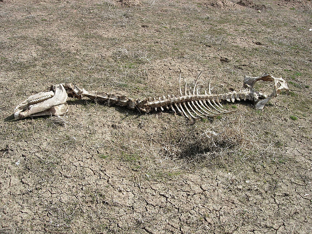 E.on SE - Chance oder Risiko 611411