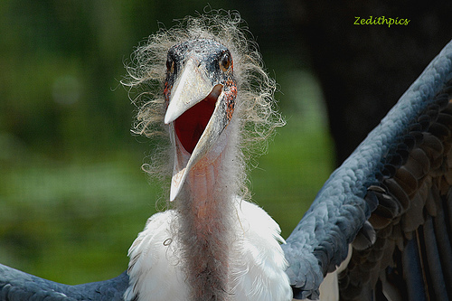 Yukon Nevada Goldmines: bald positive News? 289991