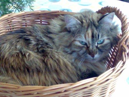 Las Vegas Sands......beobachten 259809