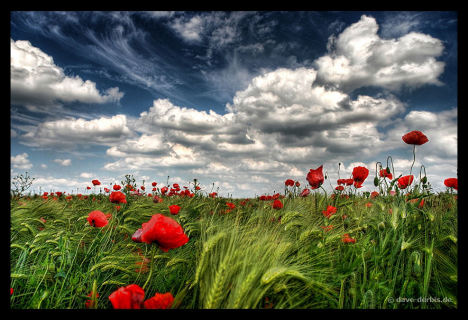 874.DAX Tipp-Spiel *Mittwoch* 17.09.08, 17.45 Uhr 186814