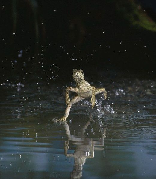 Lexam VG Gold...vom Chaos zum Produzenten 372621