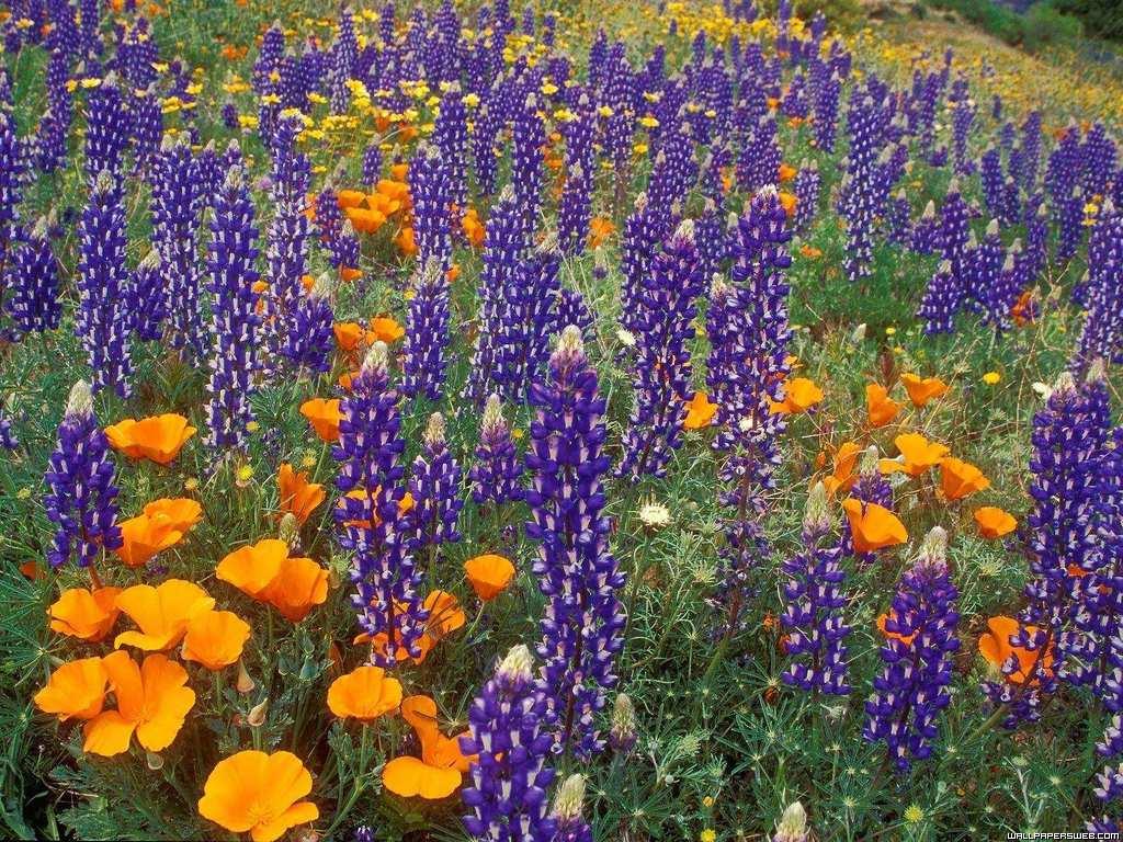 947.DAX Tipp-Spiel, Montag, 5.1.09, 17.45 Uhr 208466