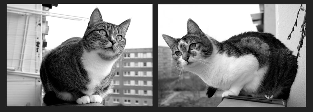 183.DAX Tipp-Spiel, Donnerstag, 29.12.05 24105