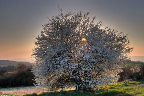  877.DAX Tipp-Spiel *Montag* 22.09.08, 17.45 Uhr 187839