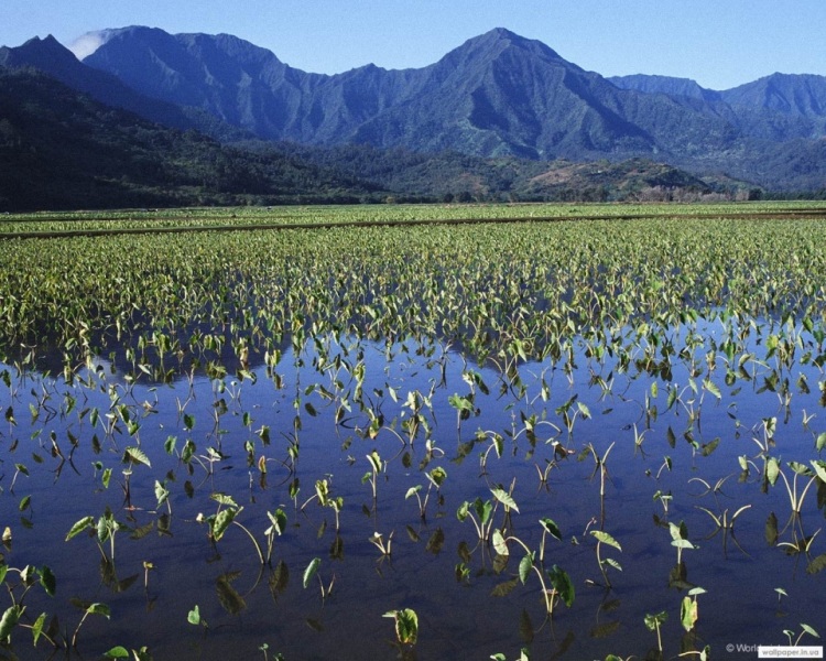 975.DAX Tipp-Spiel Do,12.02.09.17.45 Uhr 215799