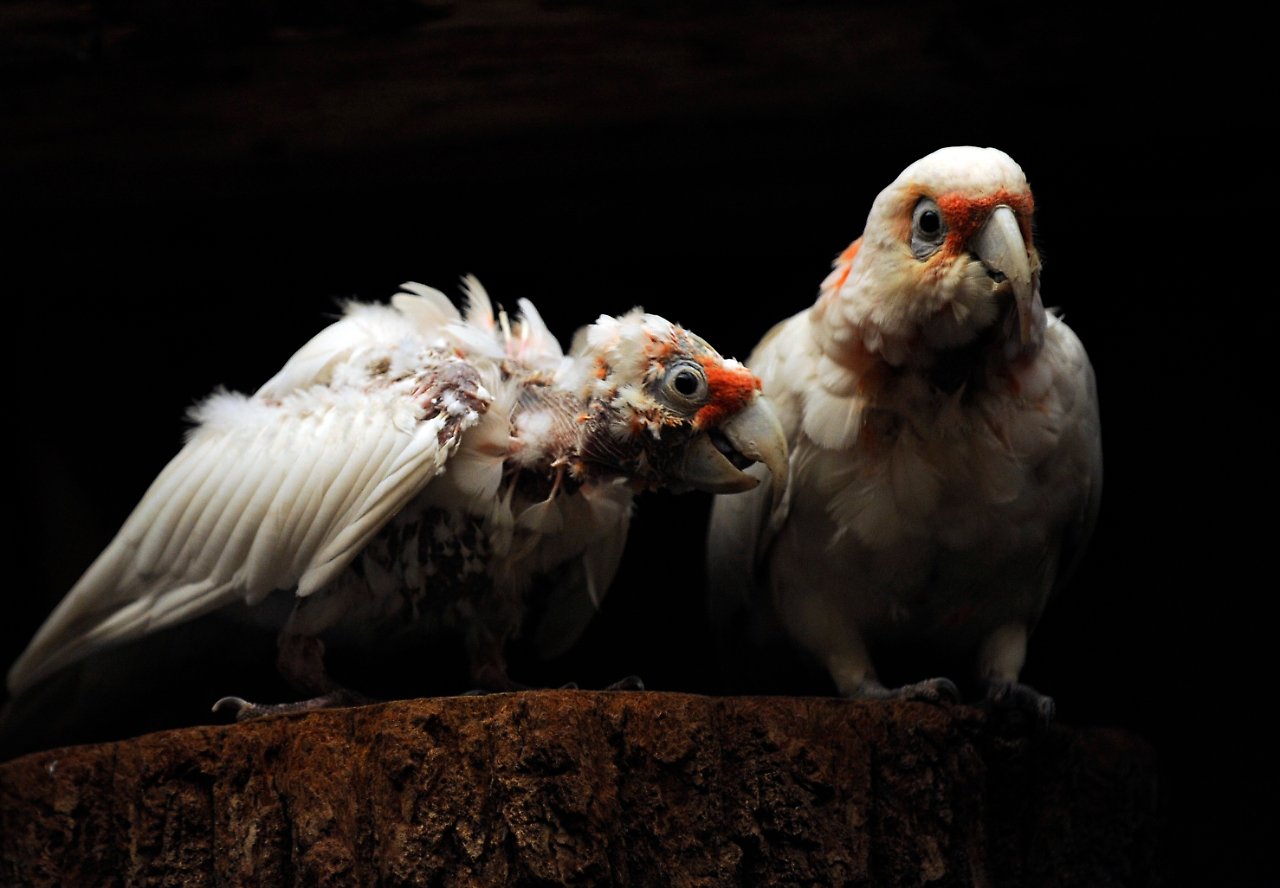 AFC Energy Aktie mit viel Potential 1161475