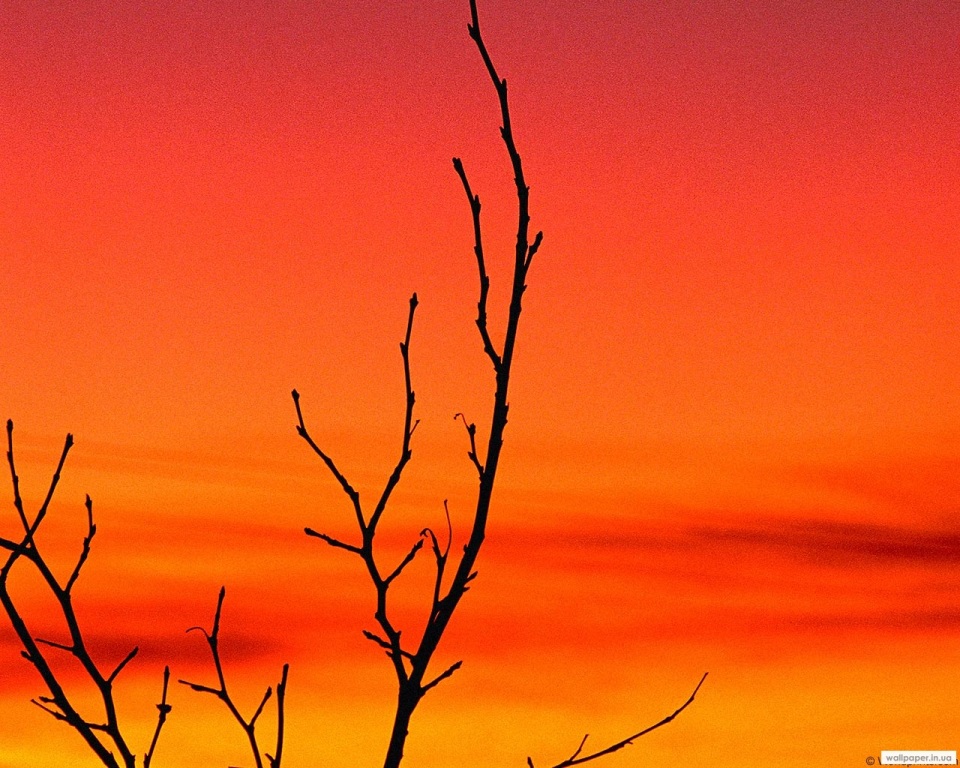 974.DAX Tipp-Spiel Mittwoch,11.02.09.17.45 Uhr 215592