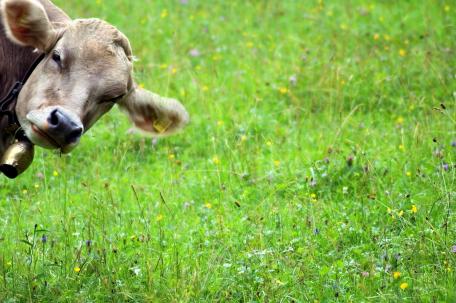 Q-Cells , der Solarzellenriese 529592