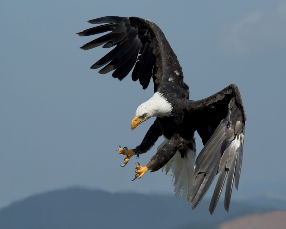 908.DAX Tipp-Spiel *Dienstag* 04.11.08, 17.45 Uhr 196794