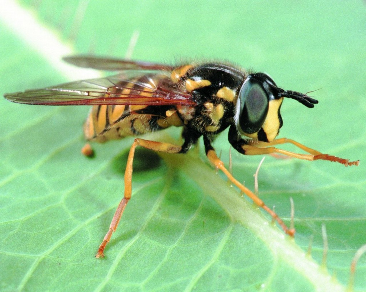 952.DAX Tipp-Spiel, Montag, 12.01.09, 17.45 Uhr 209429