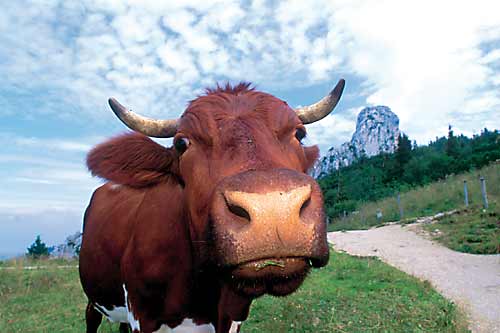 931.DAX Tipp-Spiel *Freitag* 05.12.08, 17.45 Uhr 203769