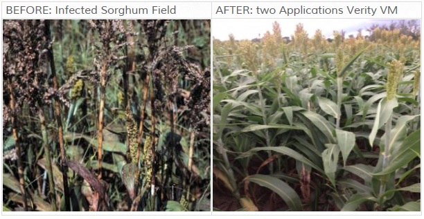 Positive Zukunft mit Verity Corp.(VRTY) 656285