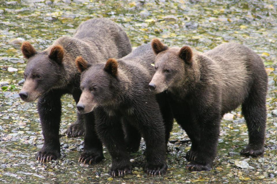 Der USA Bären-Thread 1169214