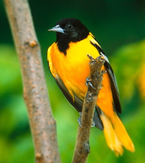 951.DAX Tipp-Spiel, Freitag, 09.01.09, 17.45 Uhr 209158