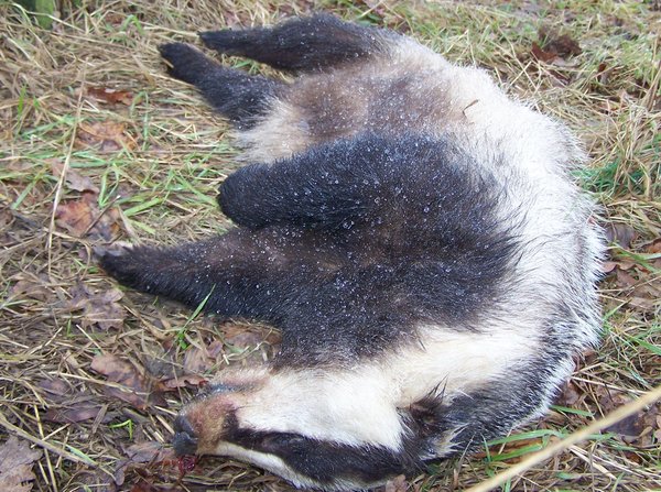 E.on SE - Chance oder Risiko 612296