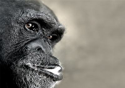 929.DAX Tipp-Spiel *Mittwoch* 03.12.08, 17.45 Uhr 203032