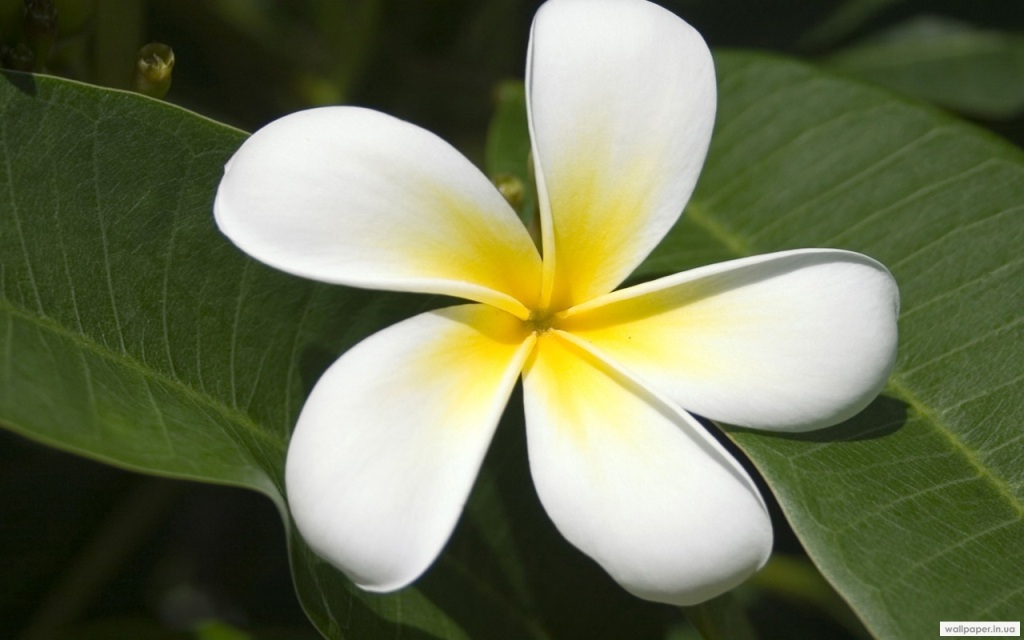 976.DAX Tipp-Spiel Freitag,13.02.09.17.45 Uhr 216047