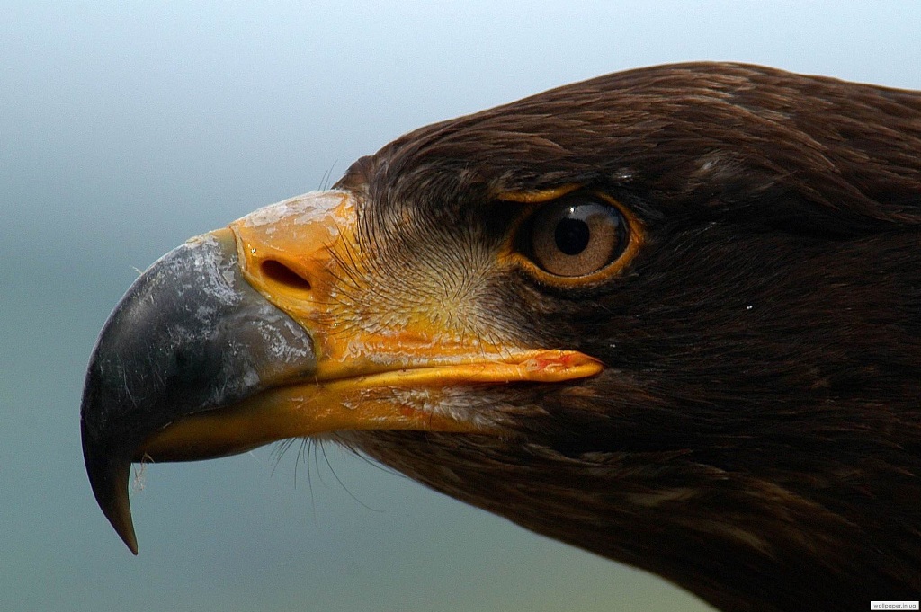 976.DAX Tipp-Spiel Freitag,13.02.09.17.45 Uhr 216046