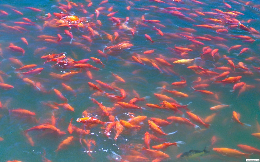 975.DAX Tipp-Spiel Do,12.02.09.17.45 Uhr 216044