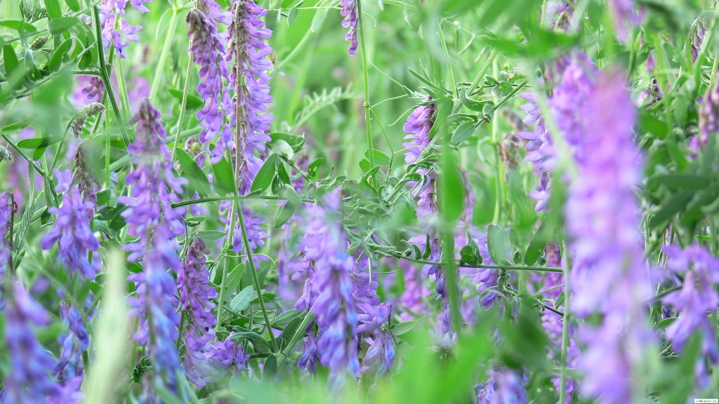 976.DAX Tipp-Spiel Freitag,13.02.09.17.45 Uhr 216039