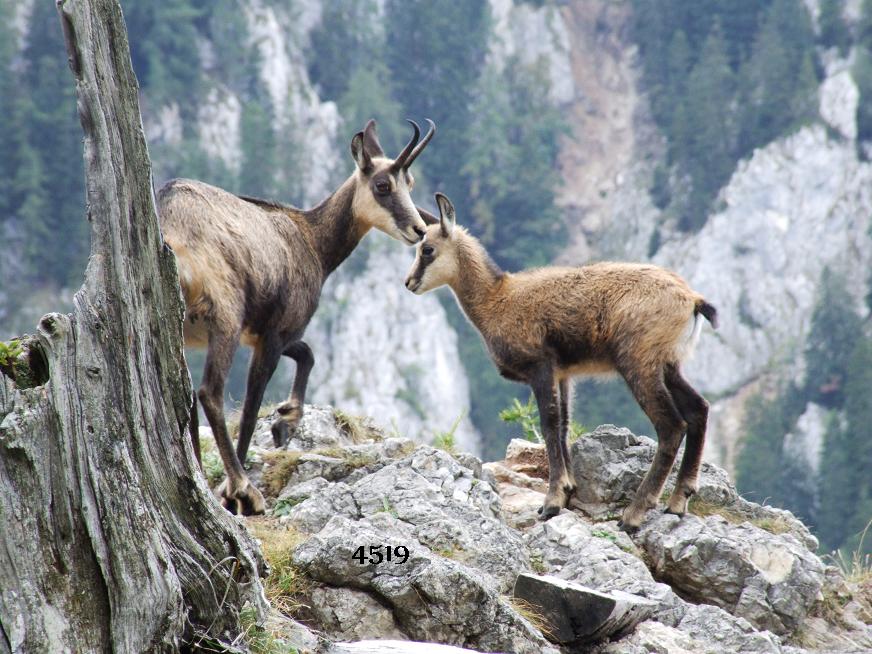 976.DAX Tipp-Spiel Freitag,13.02.09.17.45 Uhr 216273