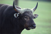  Das Bullengebrüll wird schon wieder lauter 147865