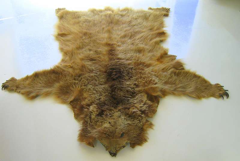 Der USA Bären-Thread 1119359