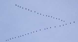 2013 QV DAX-DJ-GOLD-EURUSD-JPY 660957