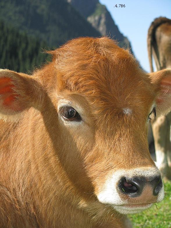 934.DAX Tipp-Spiel *Mittwoch* 10.12.08, 17.45 Uhr 204491