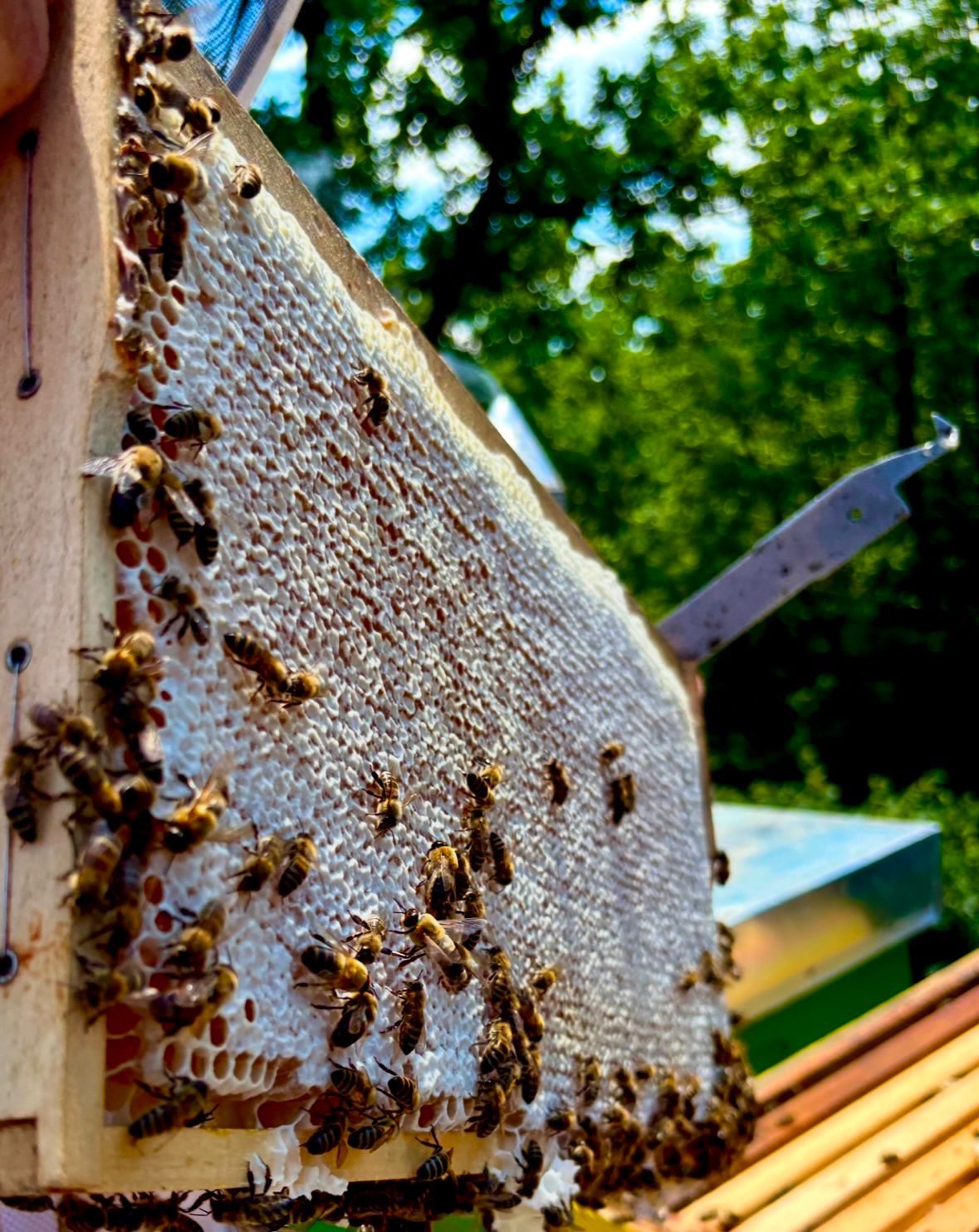 Bitcoins der nächste Monsterhype steht bevor! 1488058