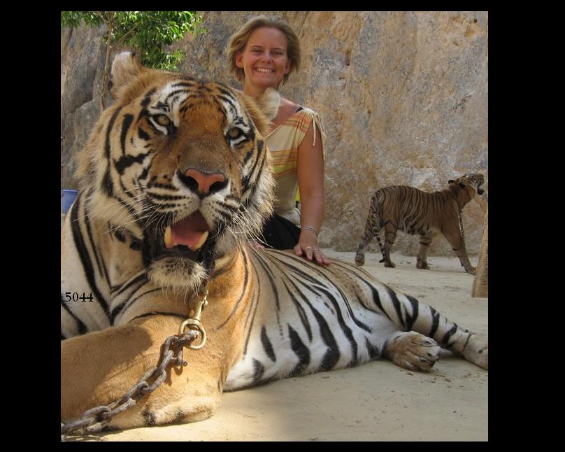 913.DAX Tipp-Spiel *Dienstag* 11.11.08, 17.45 Uhr 198390