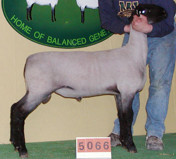 947.DAX Tipp-Spiel, Montag, 5.1.09, 17.45 Uhr 208404