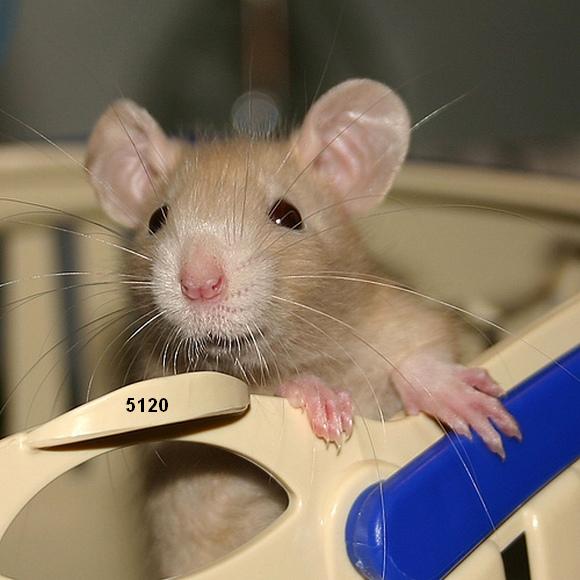 899.DAX Tipp-Spiel *Mittwoch* 22.10.08, 17.45 Uhr 194189