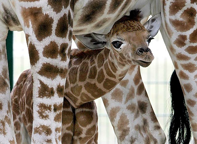 488.DAX Tipp-Spiel, Freitag, 09.03.07 86901