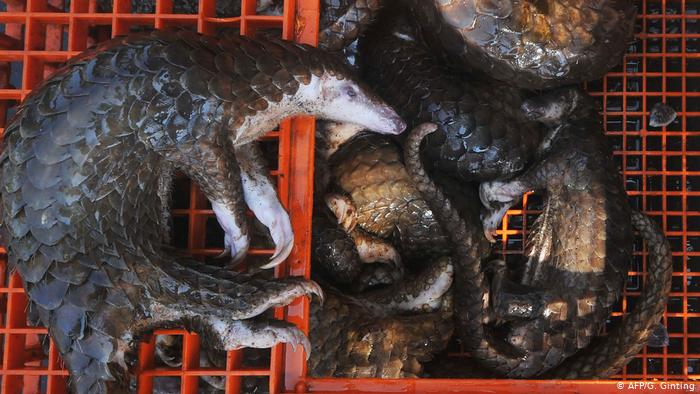 Der USA Bären-Thread 1169518