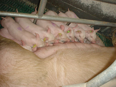 Drillisch: 555 % Anstieg sind locker möglich! 220634