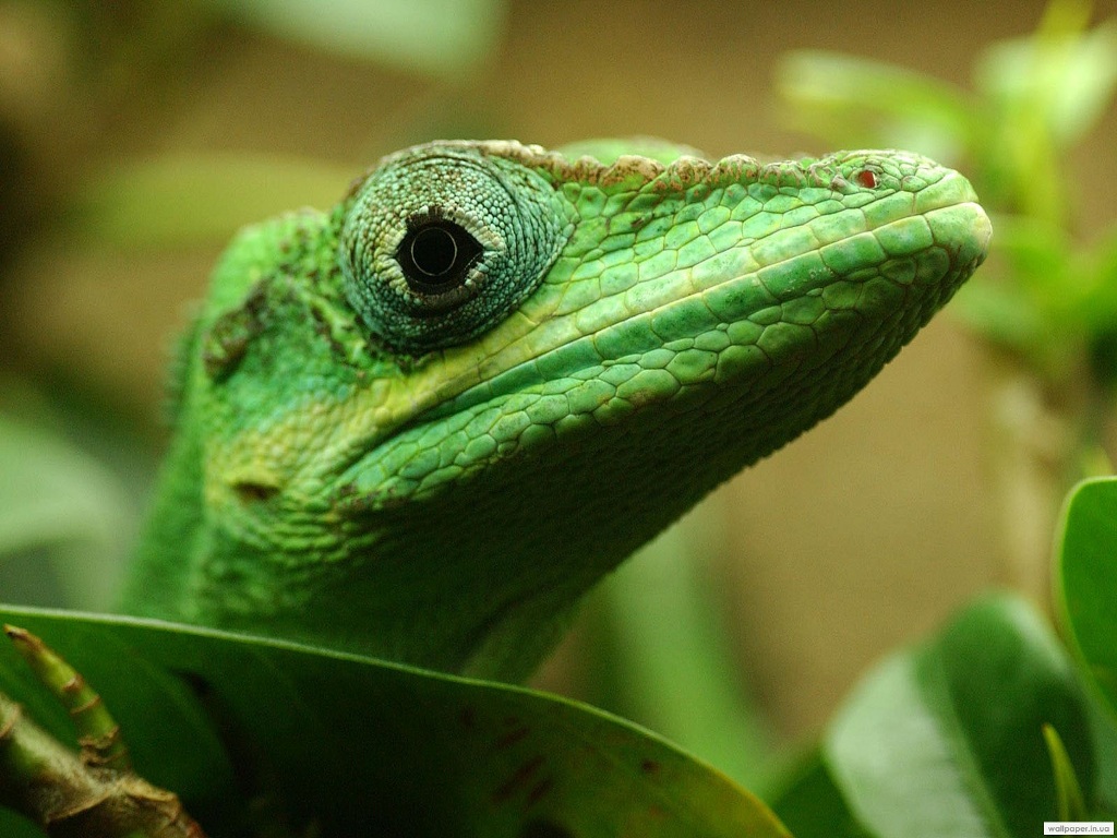 980.DAX Tipp-Spiel Do,19.02.09.17.45 Uhr 217070