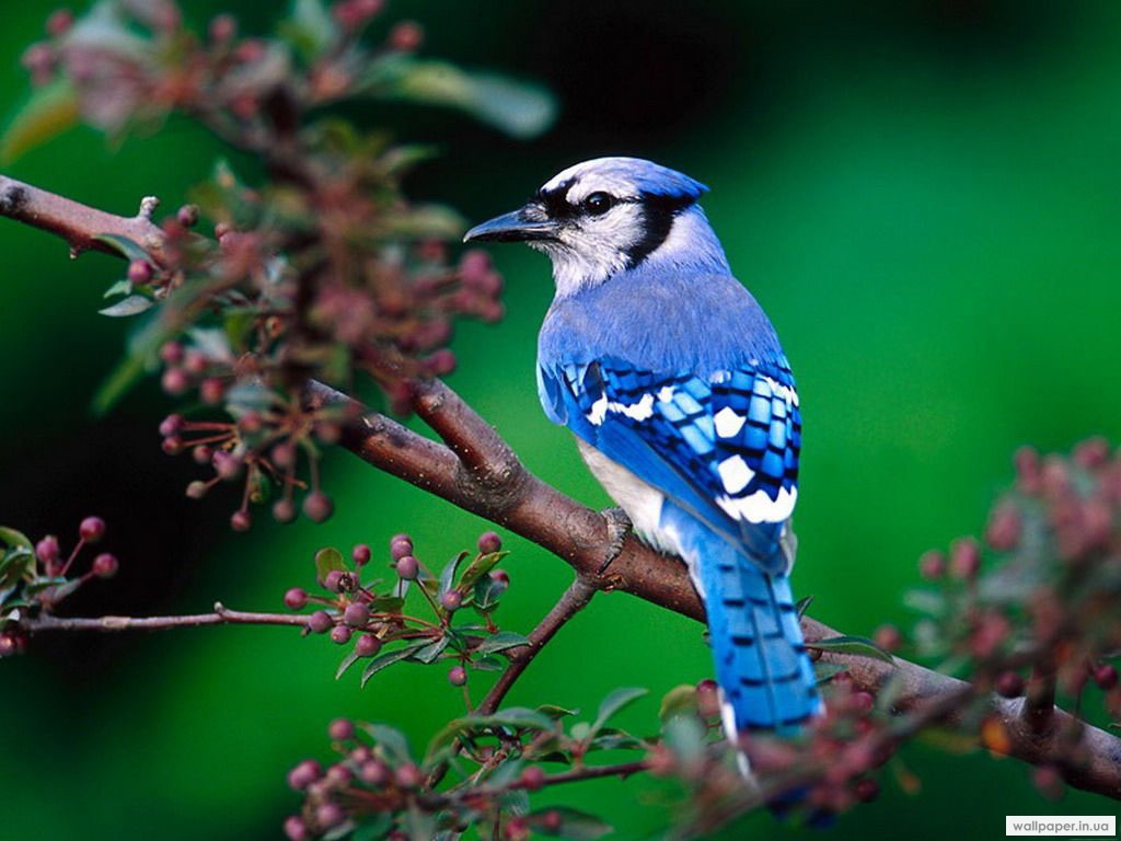 971.DAX Tipp-Spiel Freitag,06.02.09, 17.45 Uhr 214665